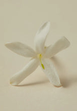 Load image into Gallery viewer, Rumi