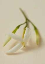 Load image into Gallery viewer, Jasmine &amp; Neroli
Body Oil
